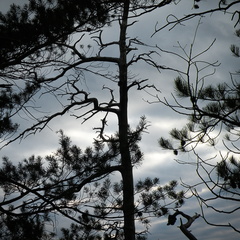 Trees &amp; Clouds